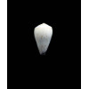 mcbridei 12,0mm