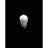 mcbridei 12,0mm