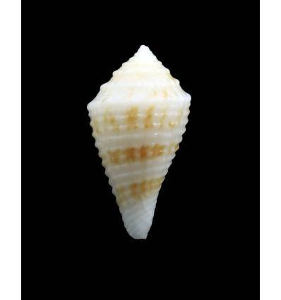 albobrunnea 26,0mm RARE