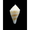 albobrunnea 26,0mm RARE