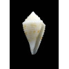 albobrunnea 26,0mm RARE