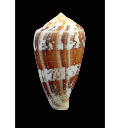 ermineus 83,0mm MONSTER