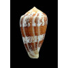 ermineus 83,0mm MONSTER