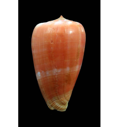 tinianus aurora 49,3mm