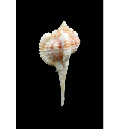 sallasi 48,0mm