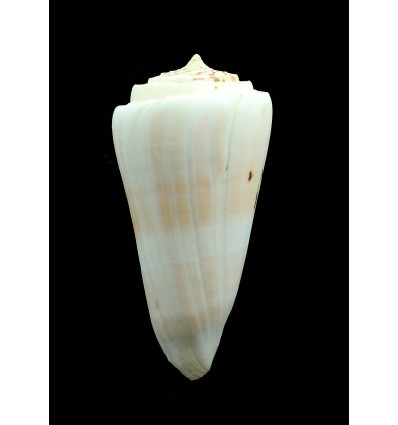 monile 92,0mm MONSTER