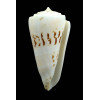 monile 92,0mm MONSTER