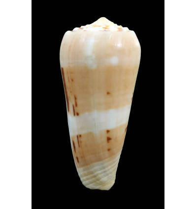 mascarenensis 84,0mm