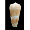 mascarenensis 84,0mm