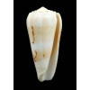 mascarenensis 84,0mm