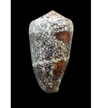 pennaceus praelatus 64,5mm