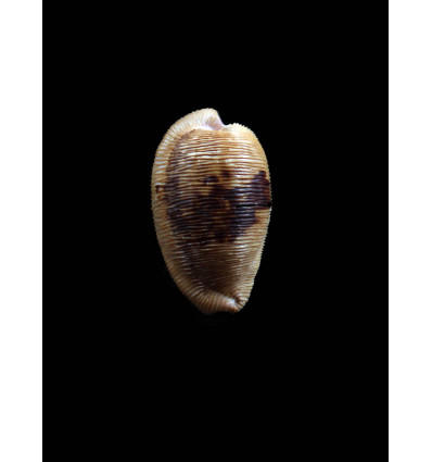 capensis 29,0mm DARK