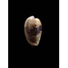 capensis 29,0mm DARK