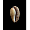 capensis 29,0mm DARK