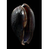 cervus 94,0mm DARK