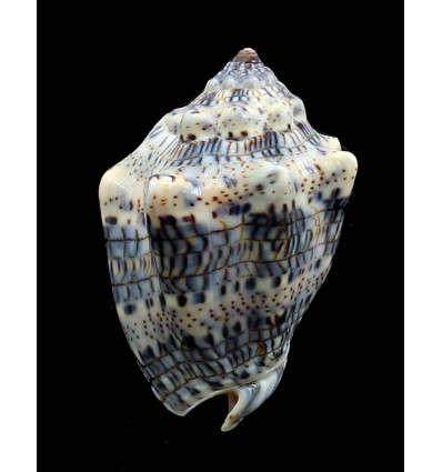 caquetio 54,0mm NEW