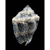 caquetio 54,0mm NEW