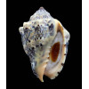 caquetio 54,0mm NEW