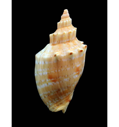 ponsonbyi 57,0mm DWARF