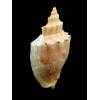 ponsonbyi 57,0mm DWARF