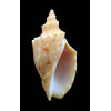 ponsonbyi 57,0mm DWARF