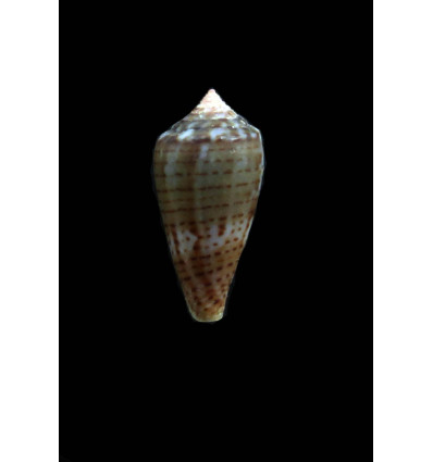 pauperculus 23,0mm