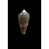 pauperculus 23,0mm