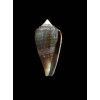 pauperculus 23,0mm