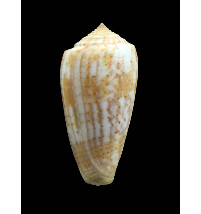arafuraensis 44,5mm