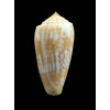 arafuraensis 44,5mm