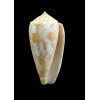 arafuraensis 44,5mm