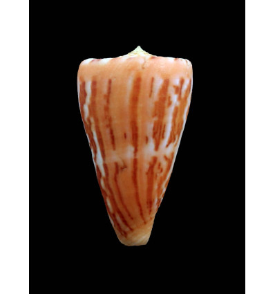 jacquescolombi 43,0mm RARE