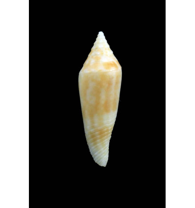 elegans 27,0mm RARE