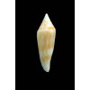 elegans 27,0mm RARE