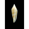 elegans 27,0mm RARE