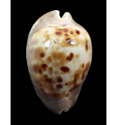 venusta roseopunctata 72,0mm