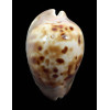 venusta roseopunctata 72,0mm