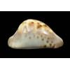 venusta roseopunctata 72,0mm