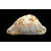 venusta roseopunctata 72,0mm