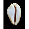 venusta roseopunctata 72,0mm