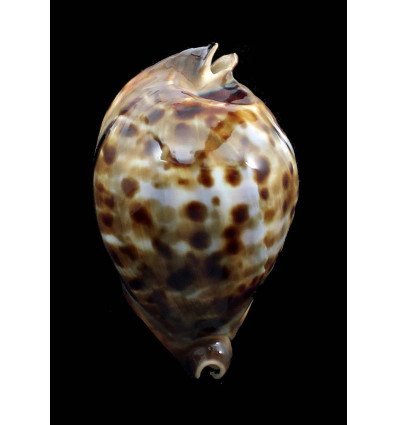 friendii vercoi 80,0mm