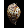 friendii vercoi 80,0mm