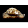 friendii vercoi 80,0mm