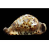 friendii vercoi 80,0mm