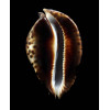 friendii vercoi 80,0mm