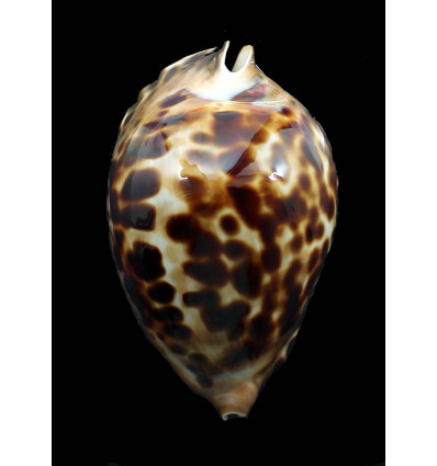 friendii vercoi 80,7mm
