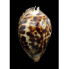 friendii vercoi 80,7mm