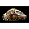 friendii vercoi 80,7mm