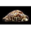 friendii vercoi 80,7mm