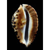 friendii vercoi 80,7mm
